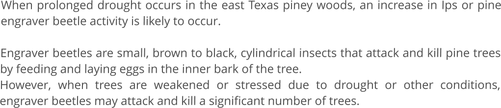 When prolonged drought occurs in the east Texas piney woods, an increase in Ips or pine engraver beetle activity is likely to occur.   Engraver beetles are small, brown to black, cylindrical insects that attack and kill pine trees by feeding and laying eggs in the inner bark of the tree.  However, when trees are weakened or stressed due to drought or other conditions, engraver beetles may attack and kill a significant number of trees.